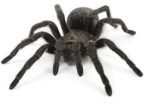 15243 brazilian black tarantula in enclosure