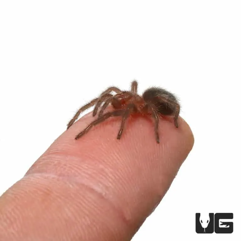 /img/15243-brazilian-black-tarantula-molting.webp