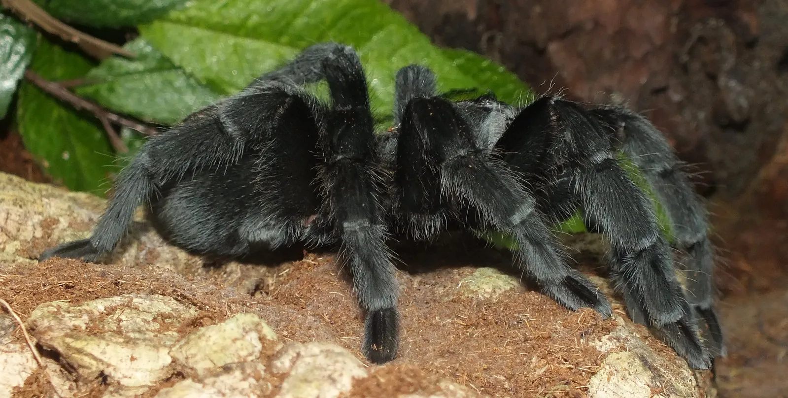 15243 online reptile shop uk