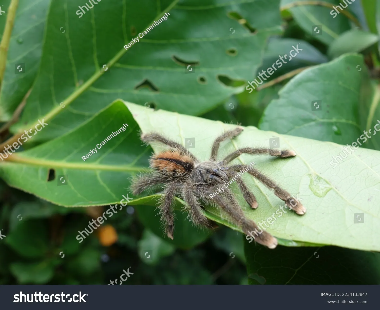 15244 arboreal tarantula feeding
