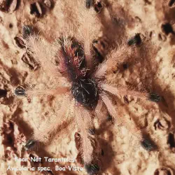 /img/15244-arboreal-tarantula-vivarium-cleaning.webp