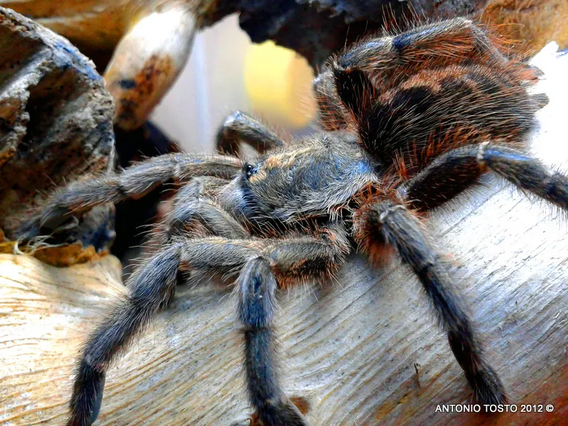 15244 arboreal tarantula vivarium planning