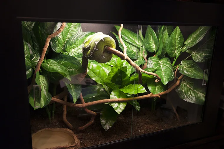 15244 arboreal tarantula vivarium substrate