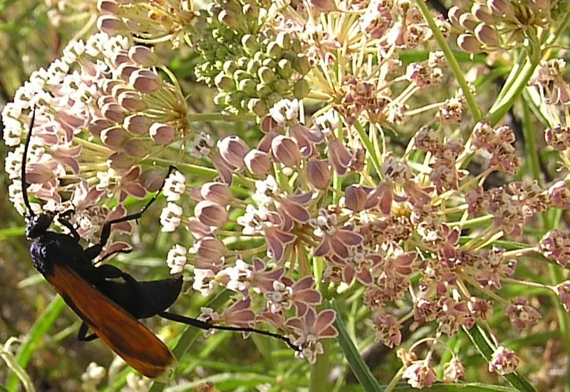 15245 tarantula backlight