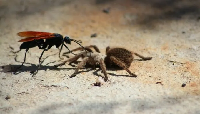 15245 tarantula ergonomics