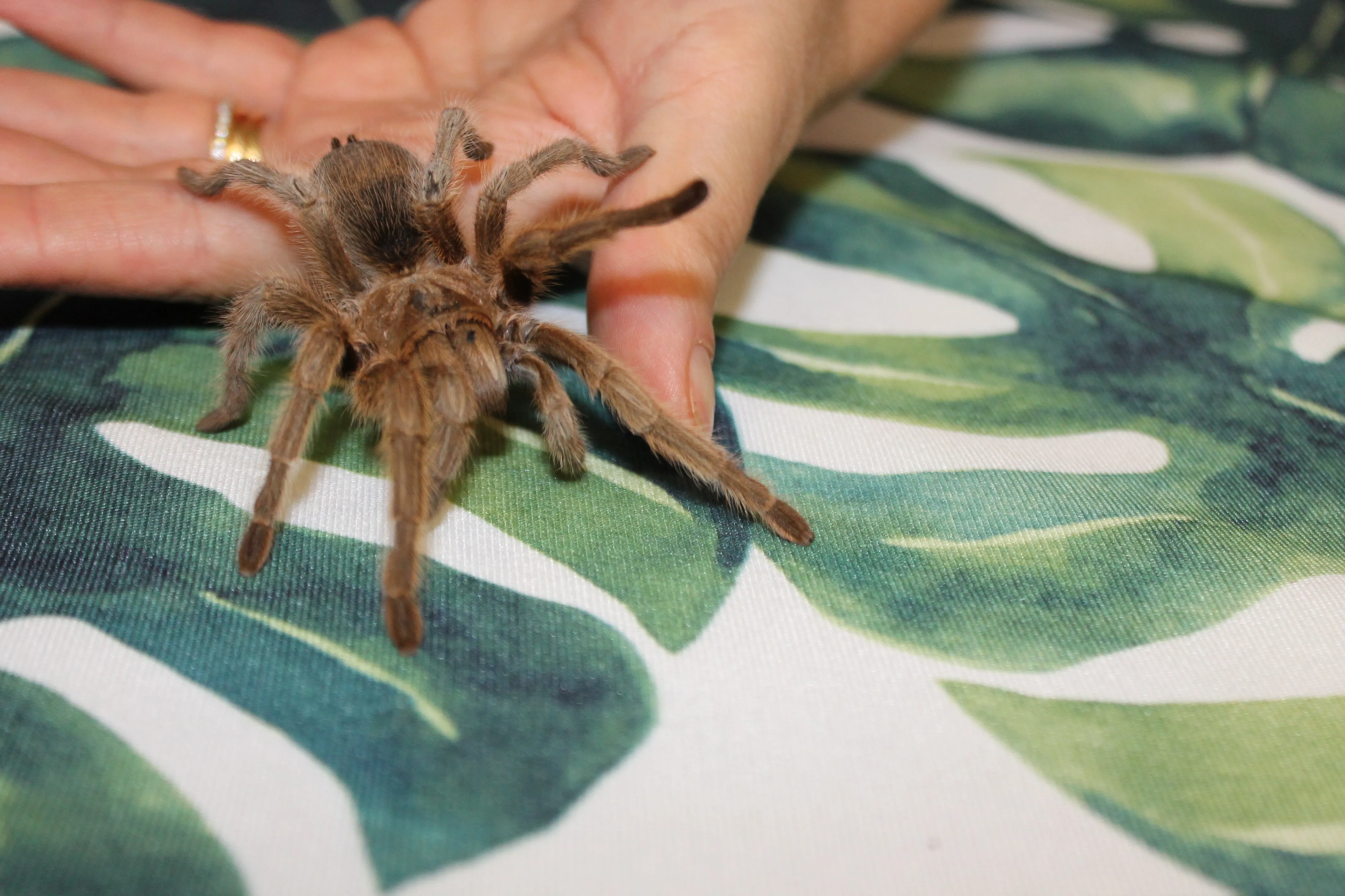 15246 brazilian black tarantula