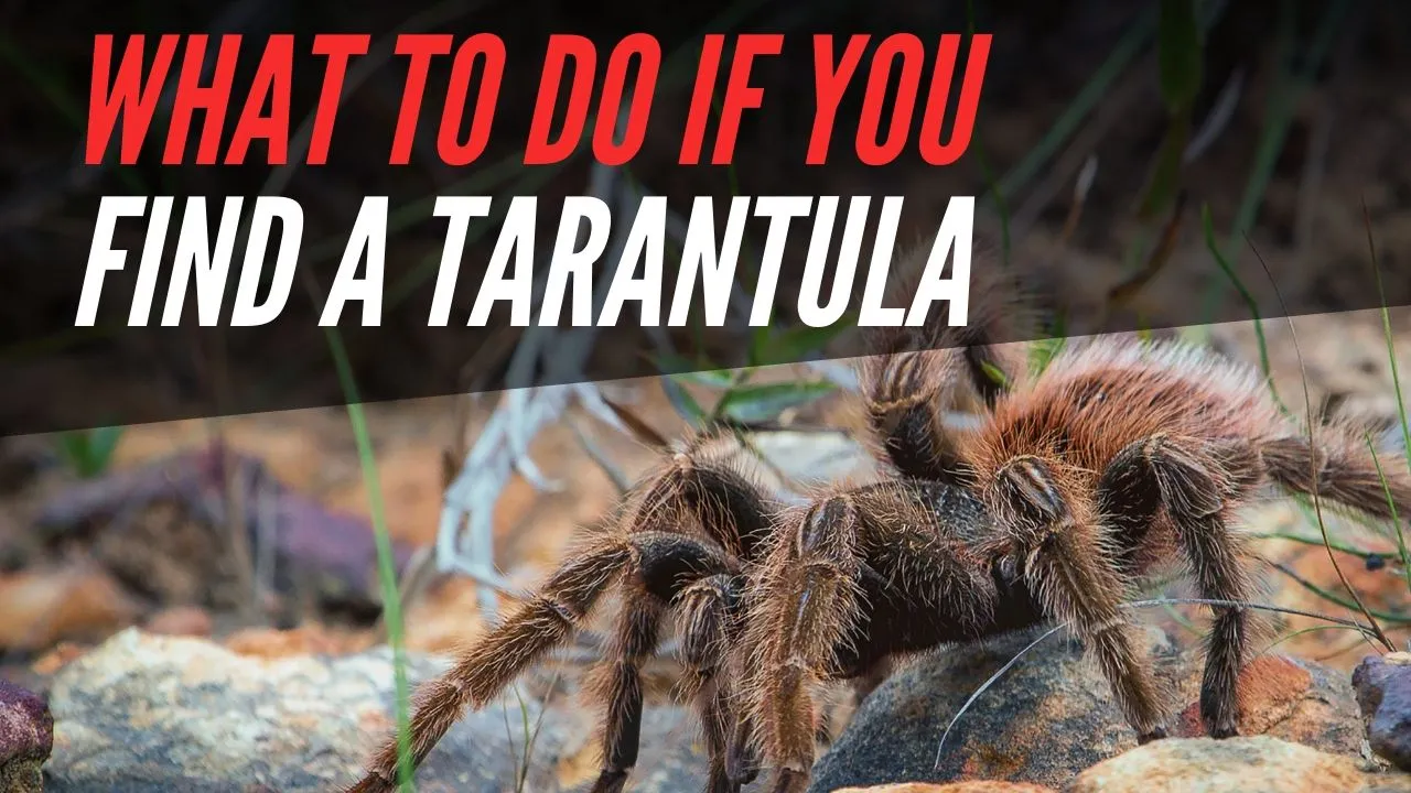 15246 tarantula habitat