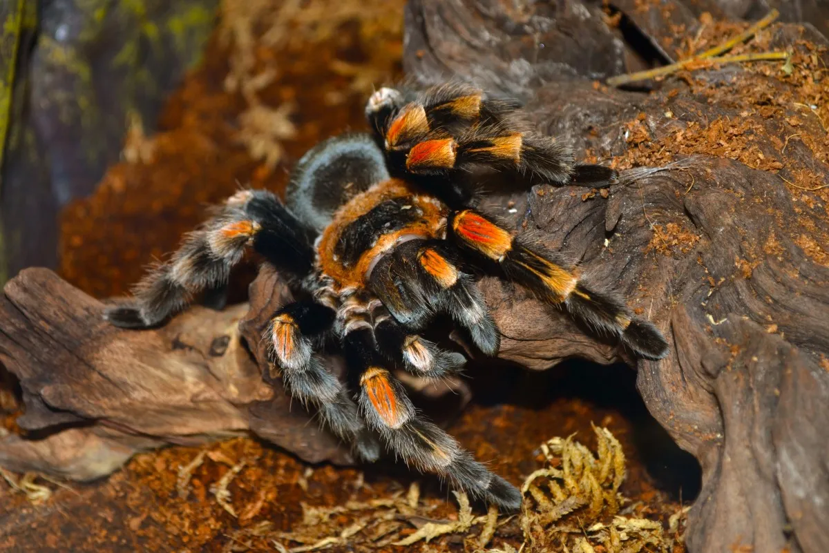 /img/15246-tarantula-id-resources.webp
