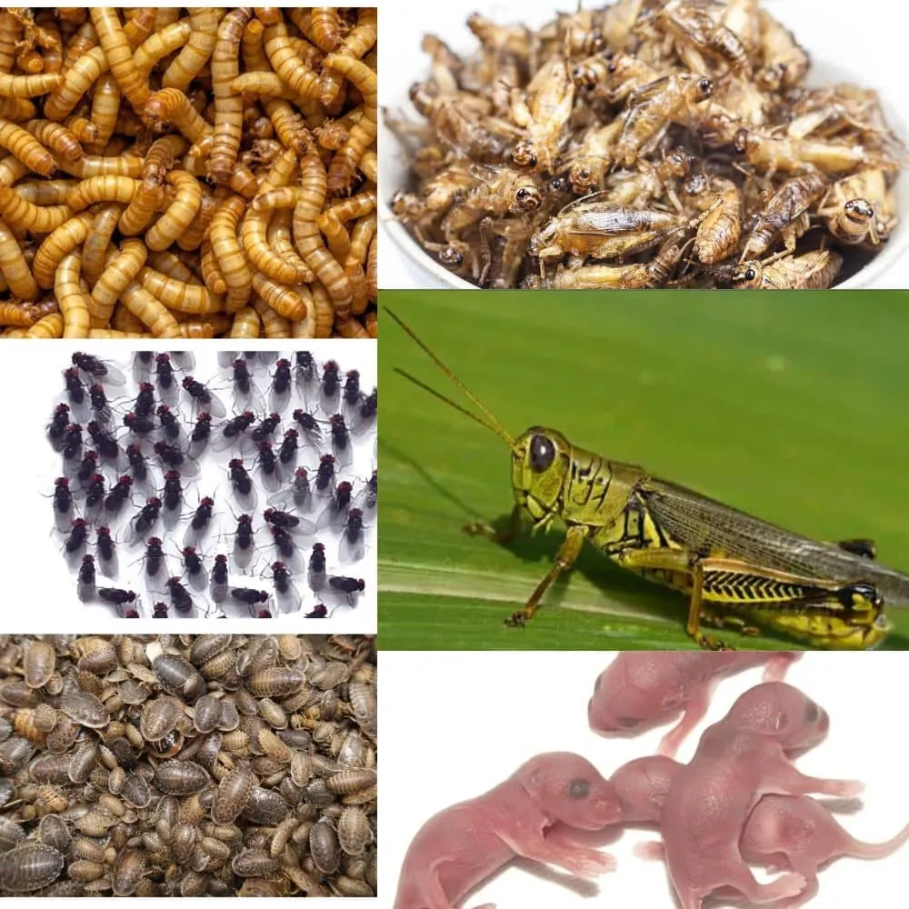 15247 mealworms for tarantulas