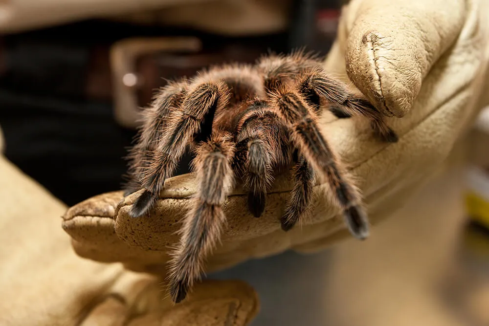 15247 tarantula drinking water