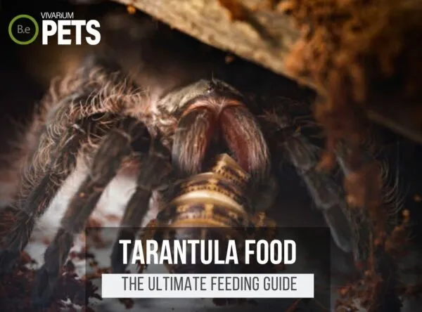 15247 tarantula feeding habitat