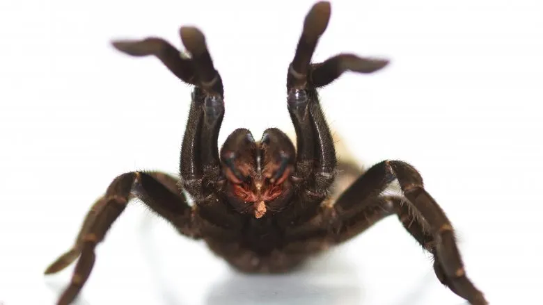 /img/15247-tarantula-spiderling.webp