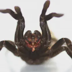 /img/15247-tarantula-spiderling.webp