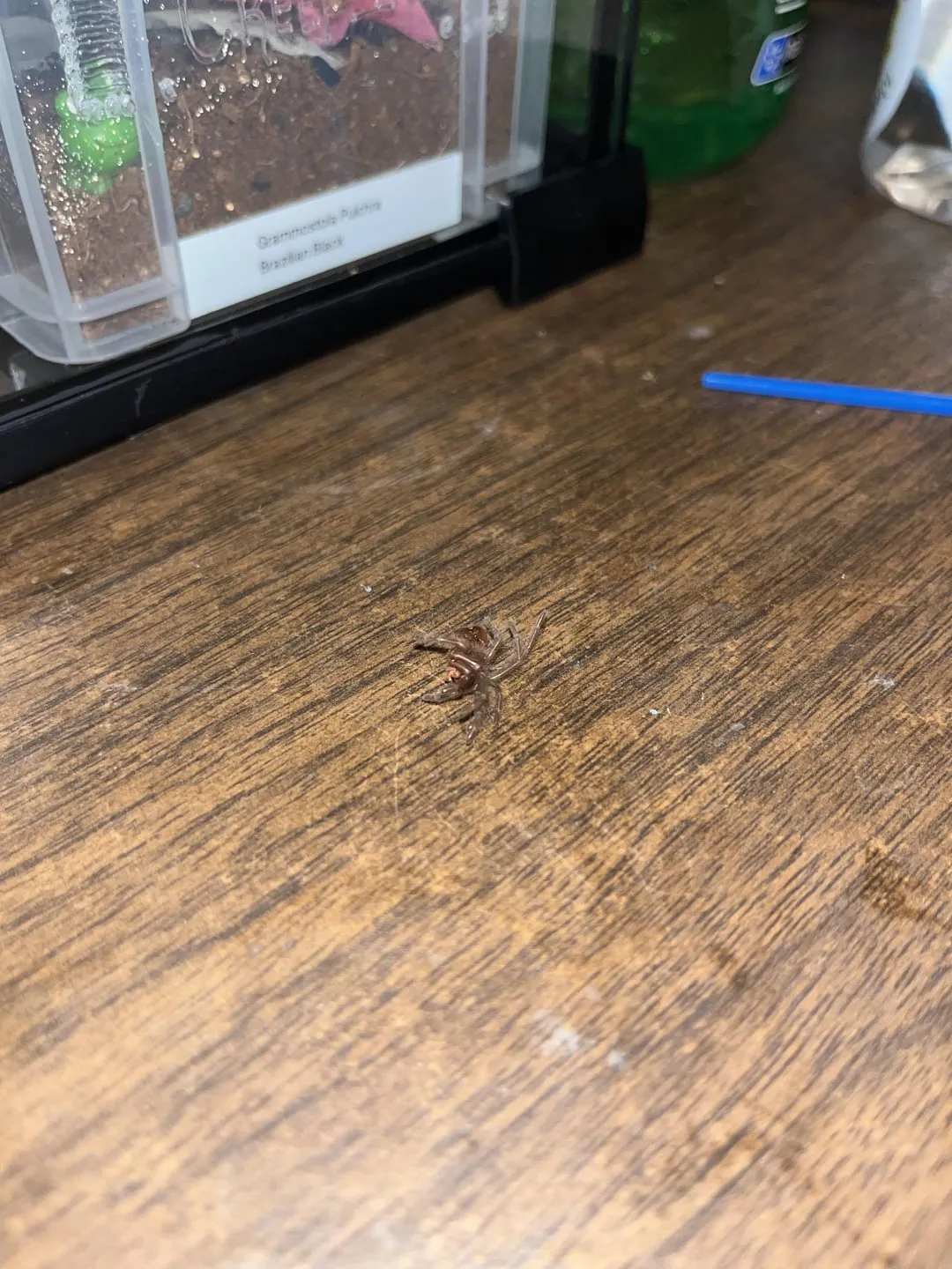 15248 newly molted tarantula