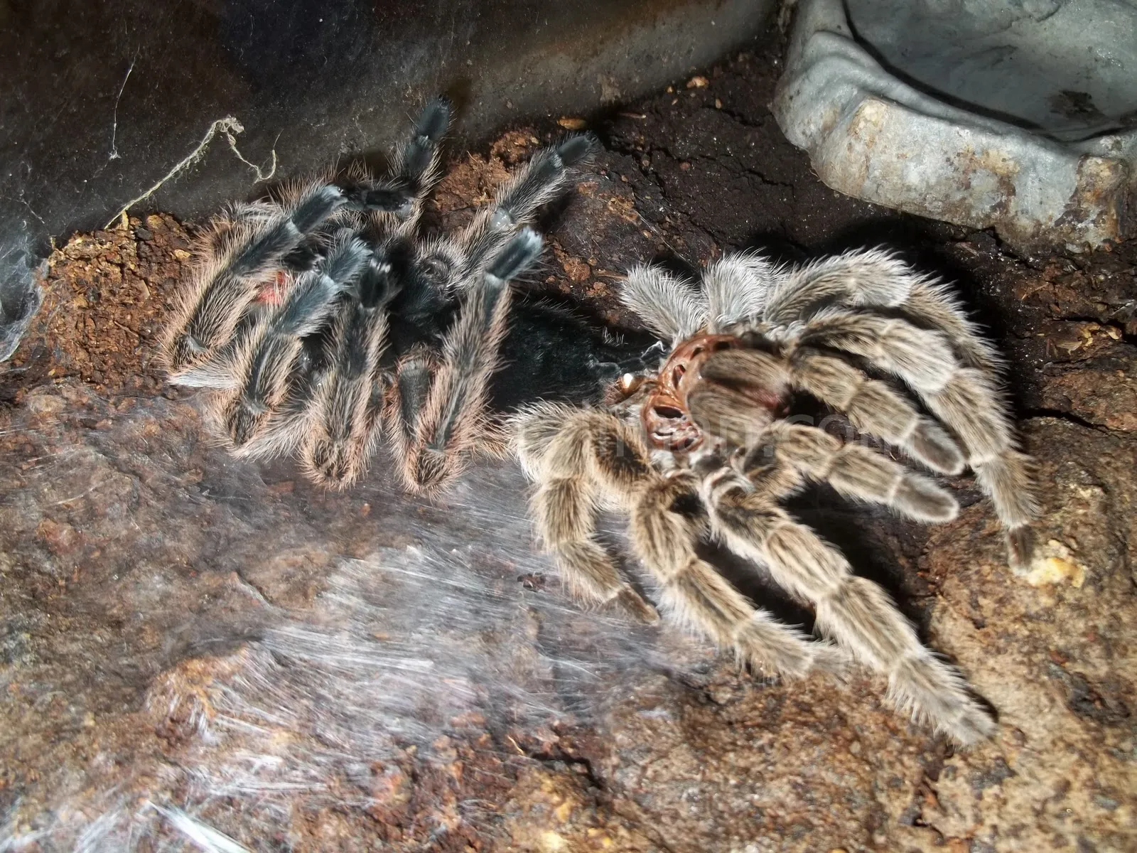 15248 tarantula exoskeleton