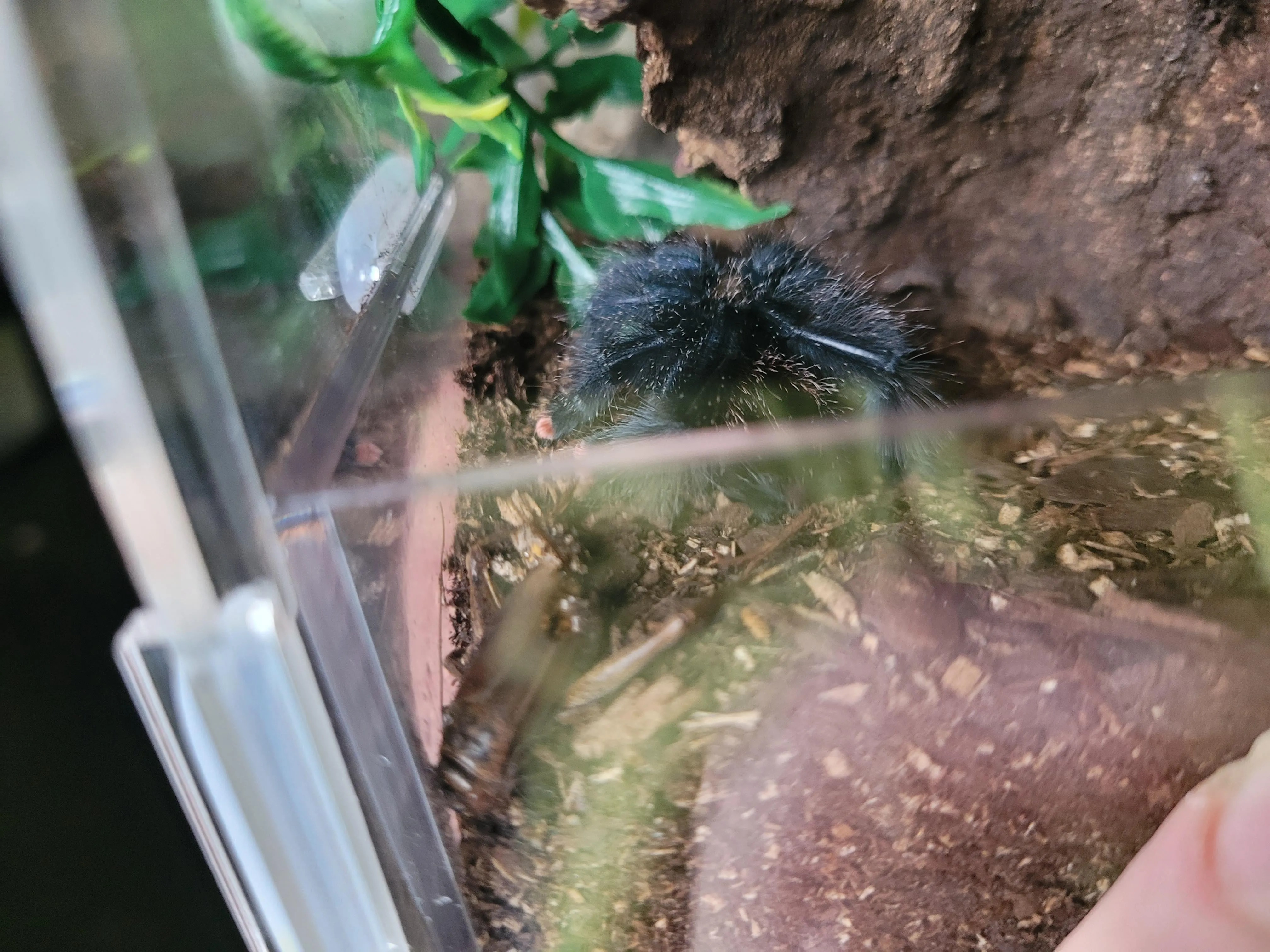 15248 tarantula feeding post molt