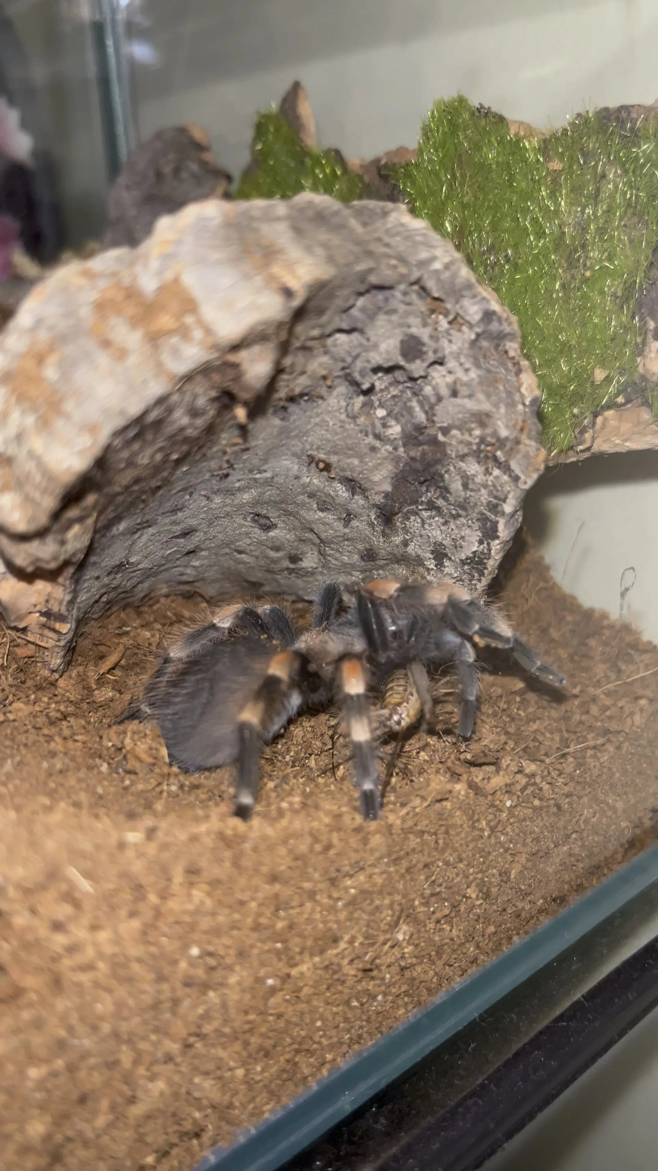 15248 tarantula growth