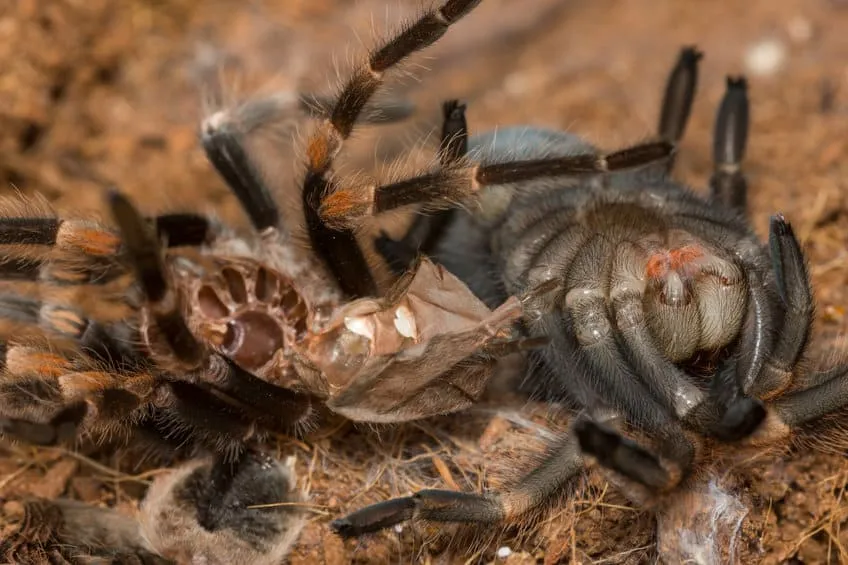 15248 tarantula preparing to molt