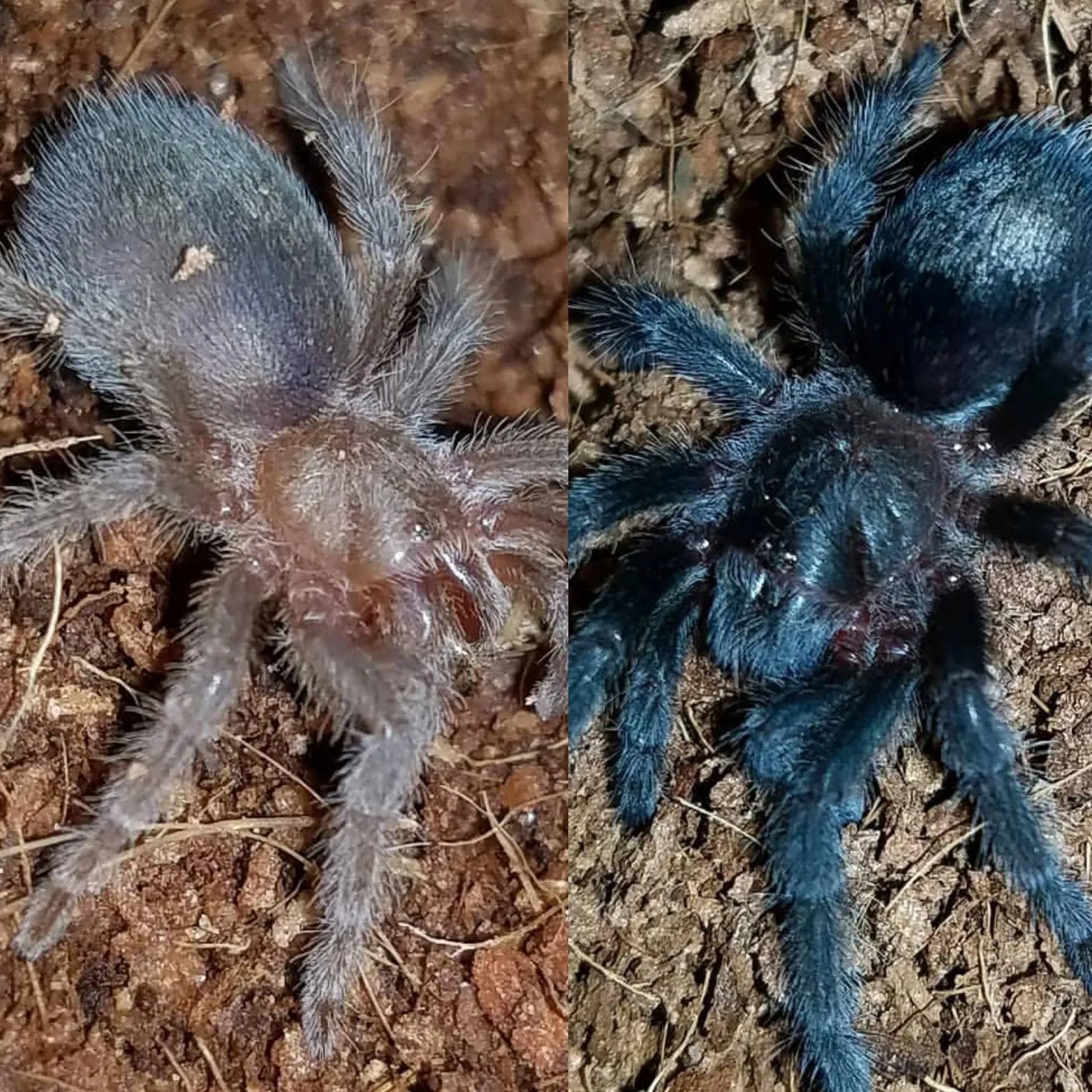 15248 vulnerable tarantula