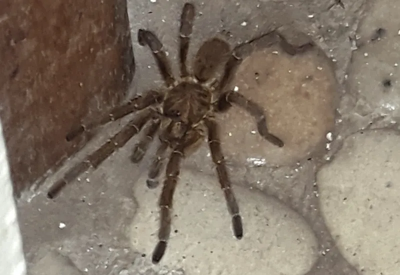 15249 choosing tarantula cage size