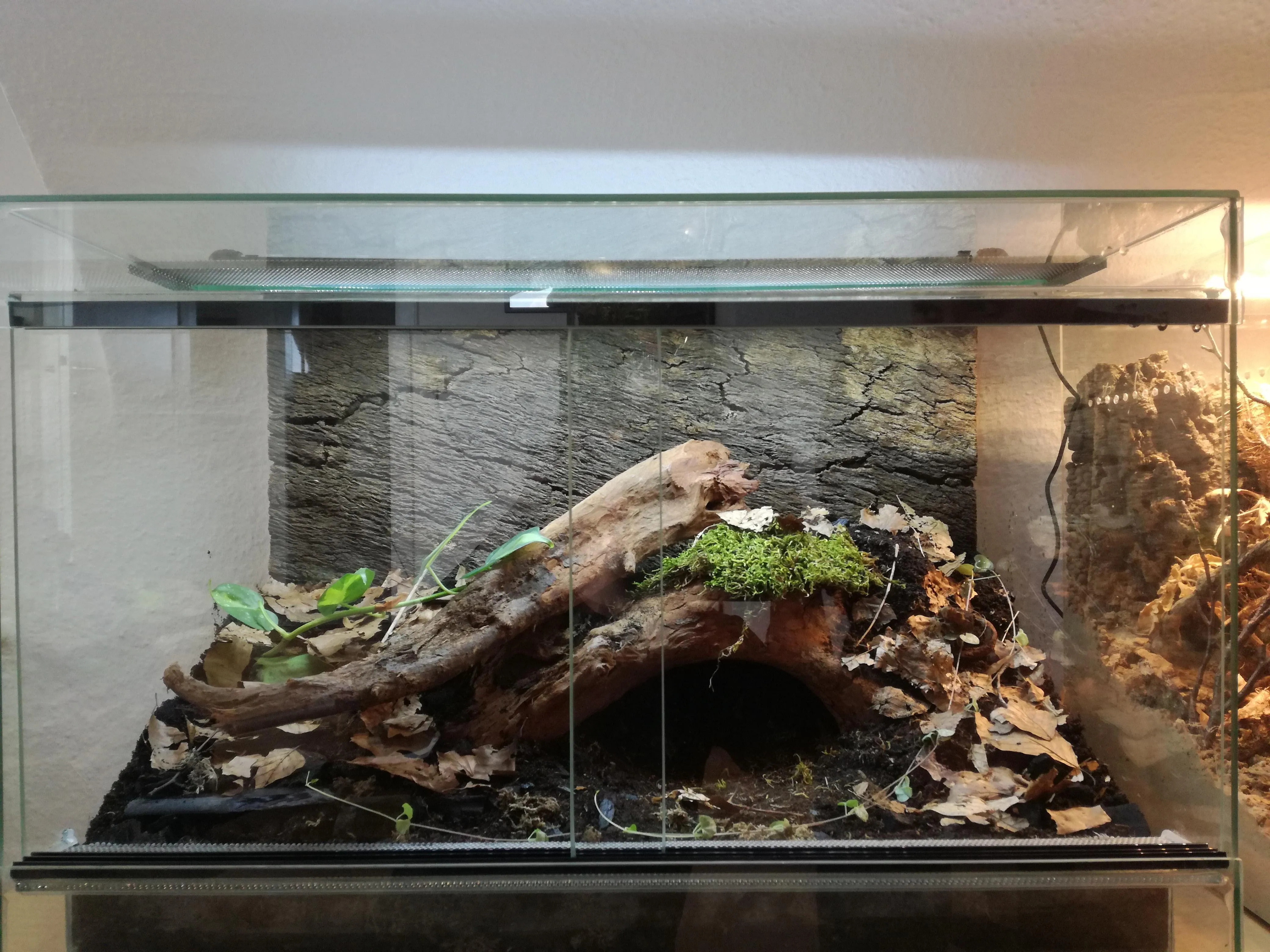 15251 tarantula hiding place