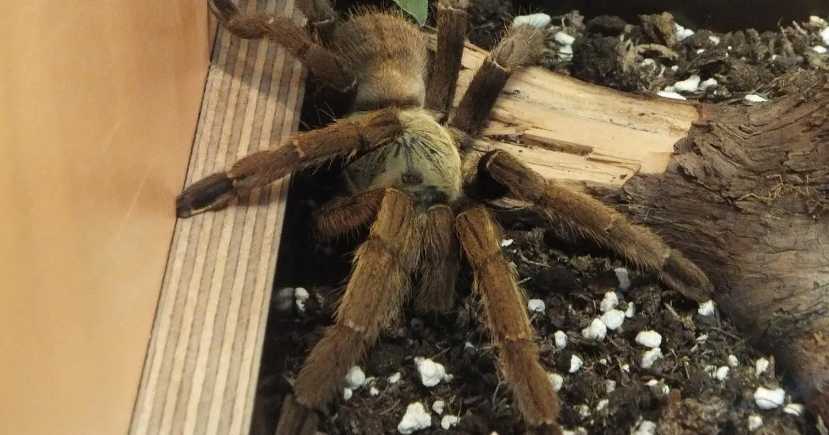 15252 first aid tarantula