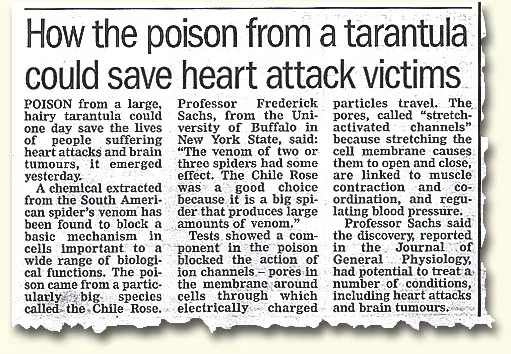 15252 tarantula anatomy
