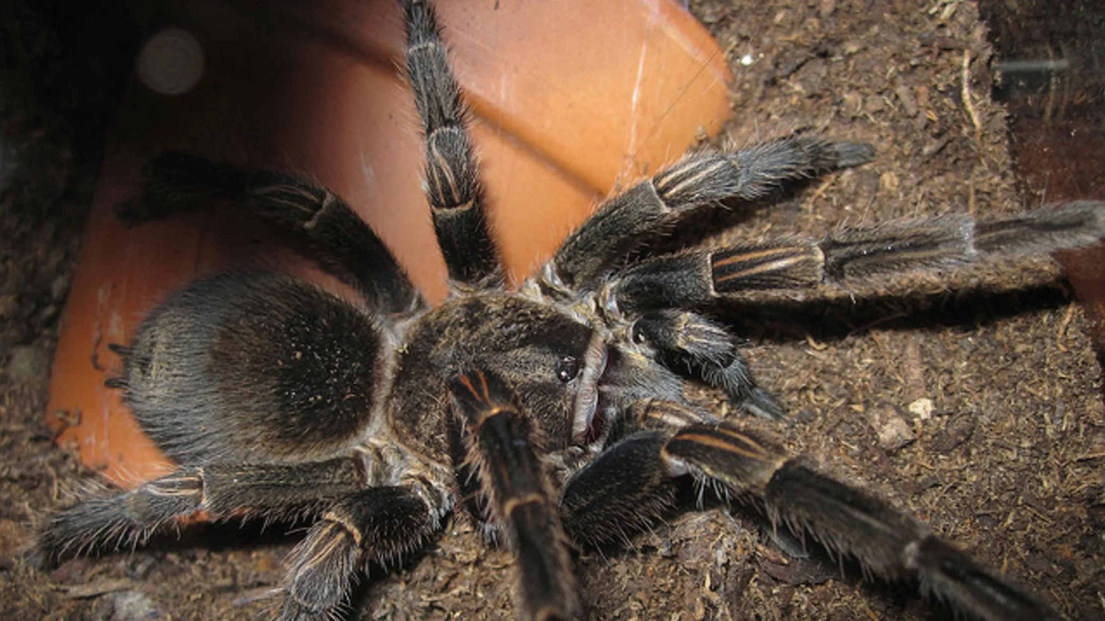 /img/15252-tarantula-habitat.webp