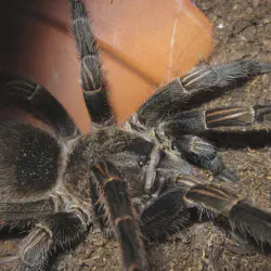 /img/15252-tarantula-habitat.webp