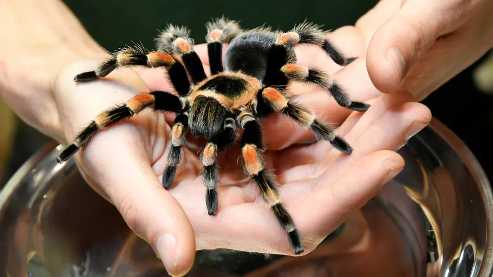 15252 tarantula handling