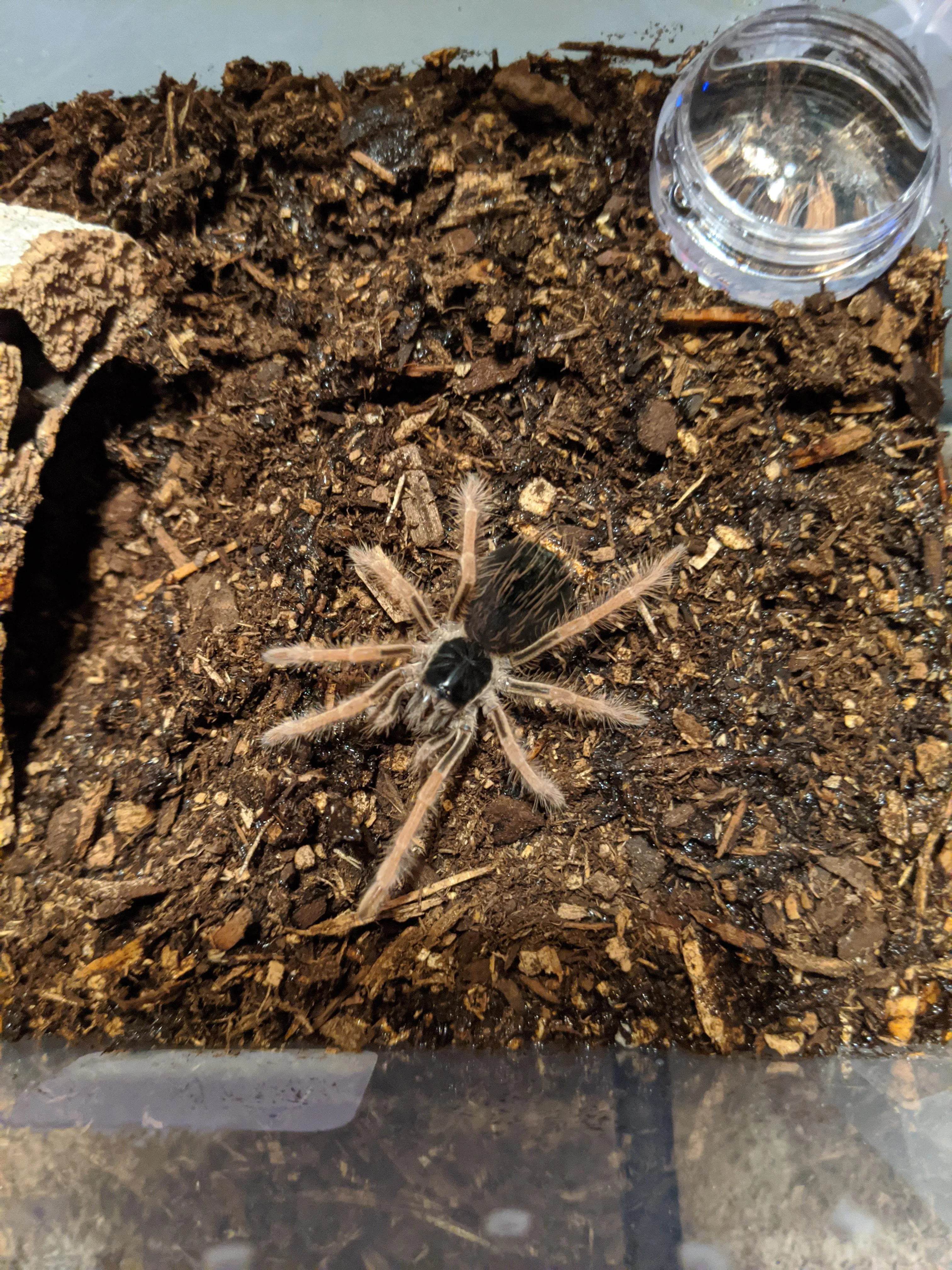 15253 m robustum tarantula close up
