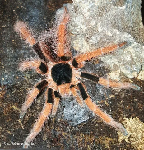 15253 m robustum tarantula eating