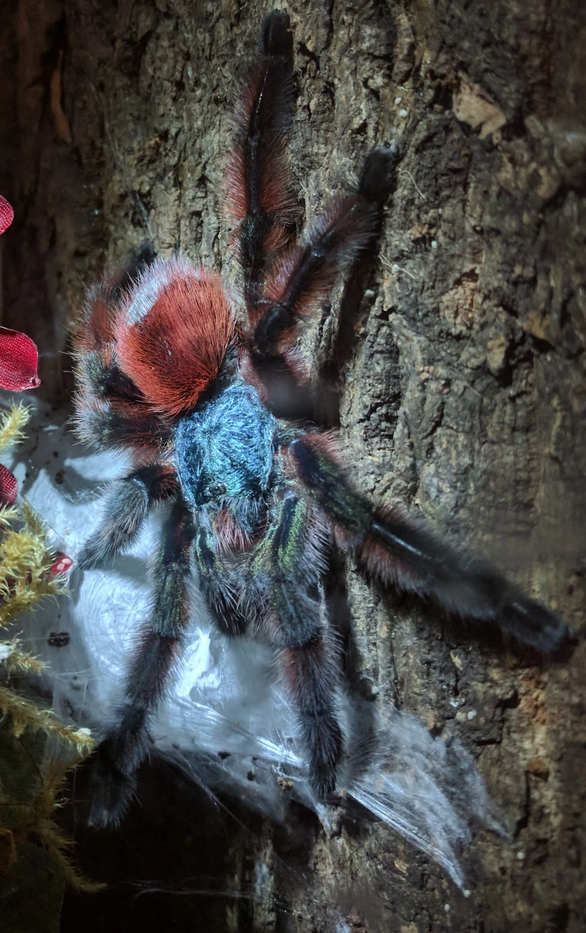 15253 m robustum tarantula habitat