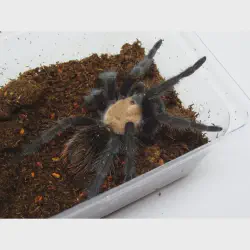 /img/15253-m-robustum-tarantula-handling.webp