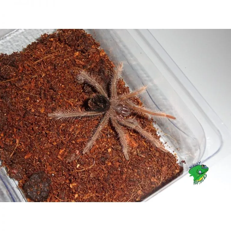 15253 m robustum tarantula threats