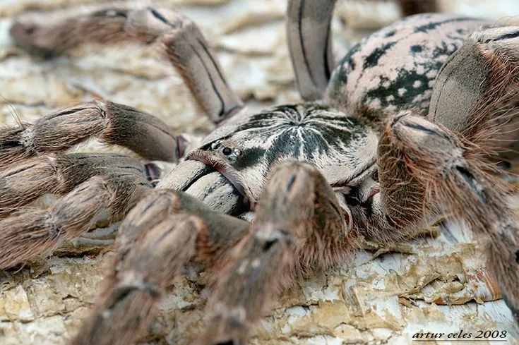 15254 charcoal tarantula close up