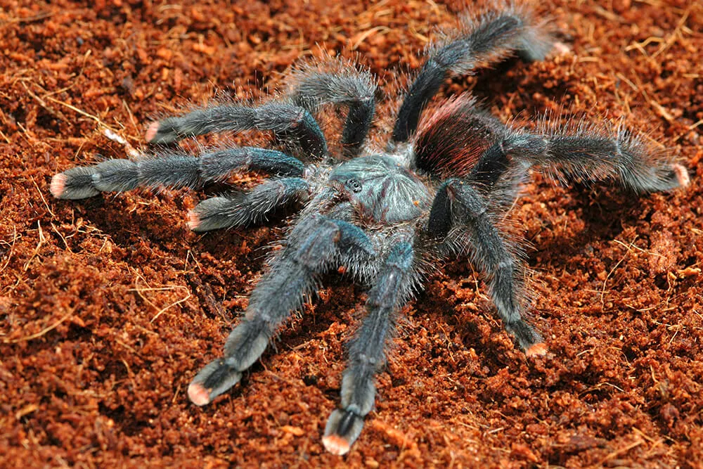 /img/15254-charcoal-tarantula-lifespan.webp