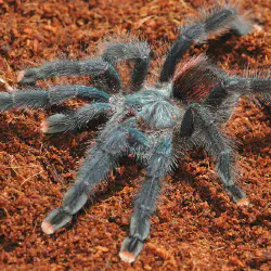 /img/15254-charcoal-tarantula-lifespan.webp