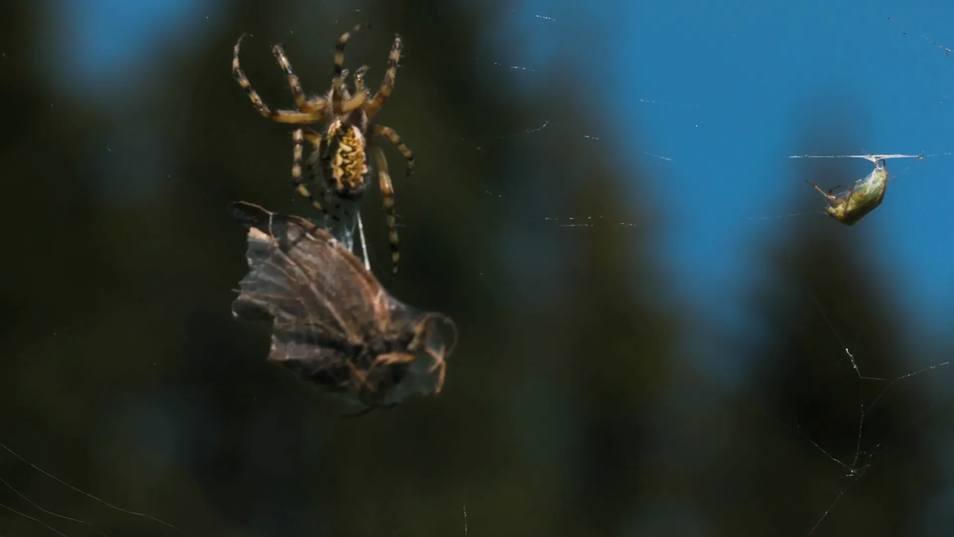15255 dehydrated tarantula