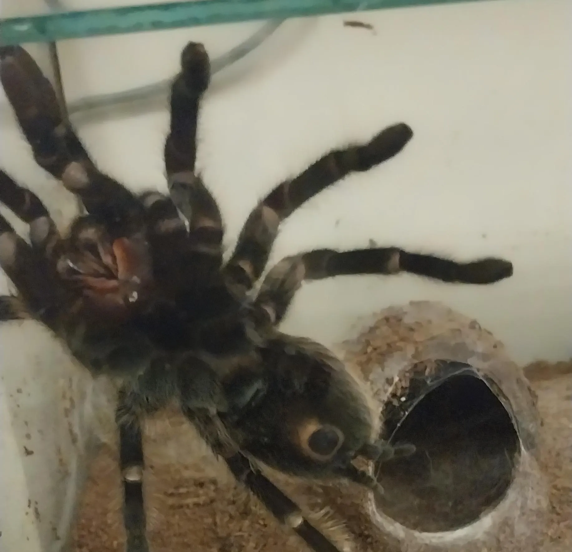 15255 sick tarantula