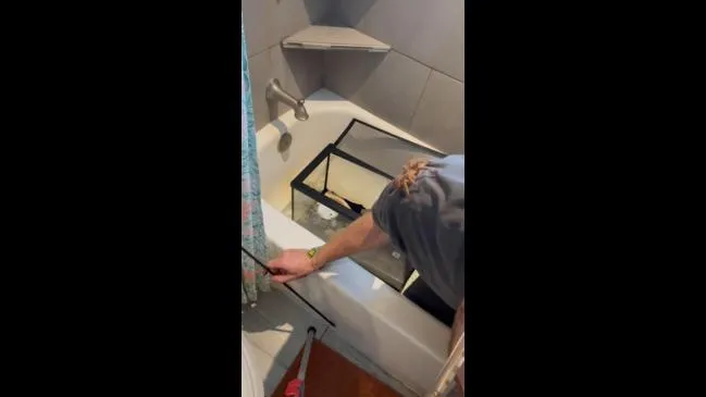 15255 tarantula not moving