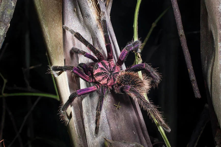 /img/15256-purple-bloom-tarantula-buying.webp