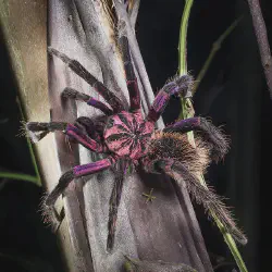 /img/15256-purple-bloom-tarantula-buying.webp