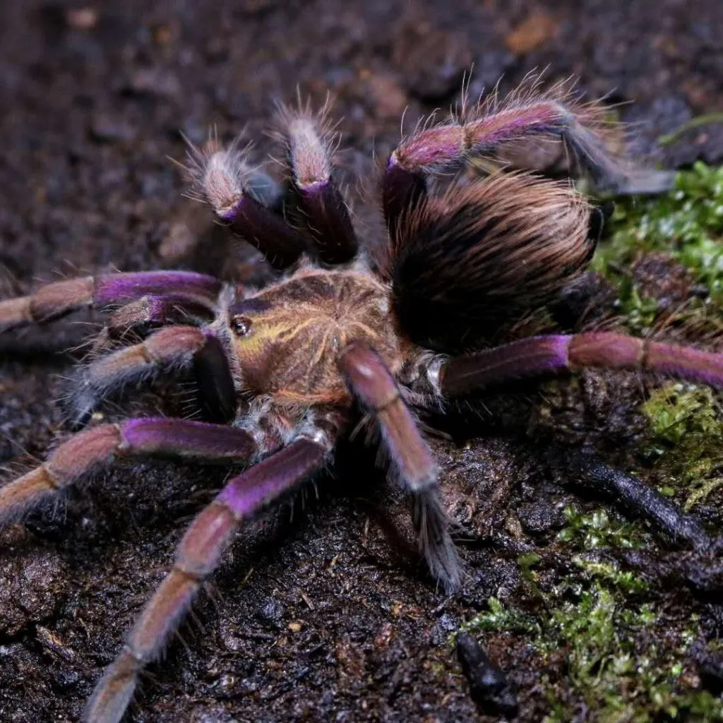15256 purple bloom tarantula enclosure