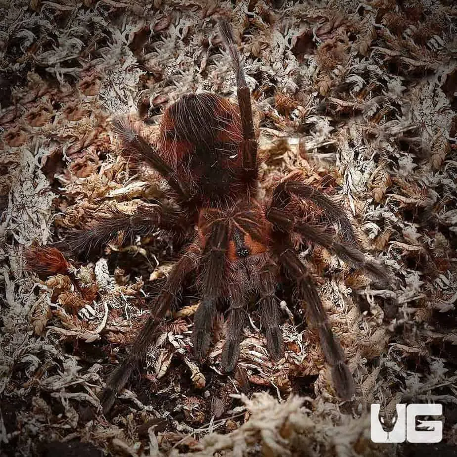 15256 purple bloom tarantula health