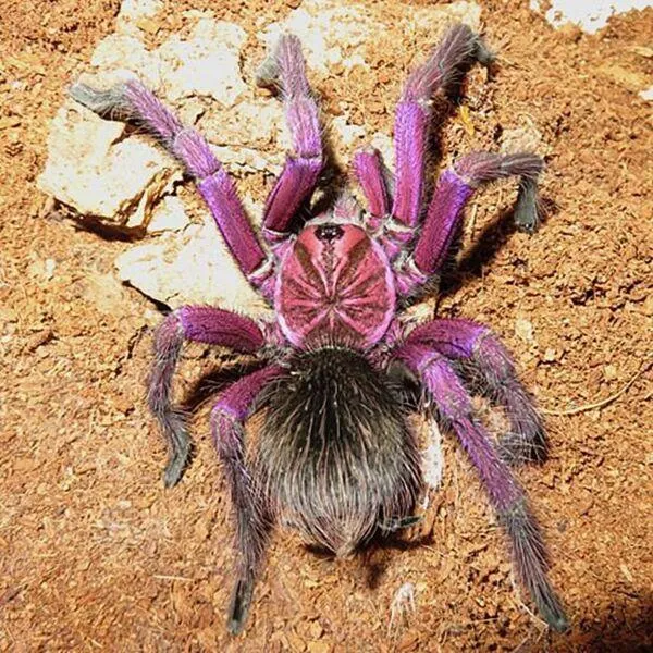 15256 purple bloom tarantula overview