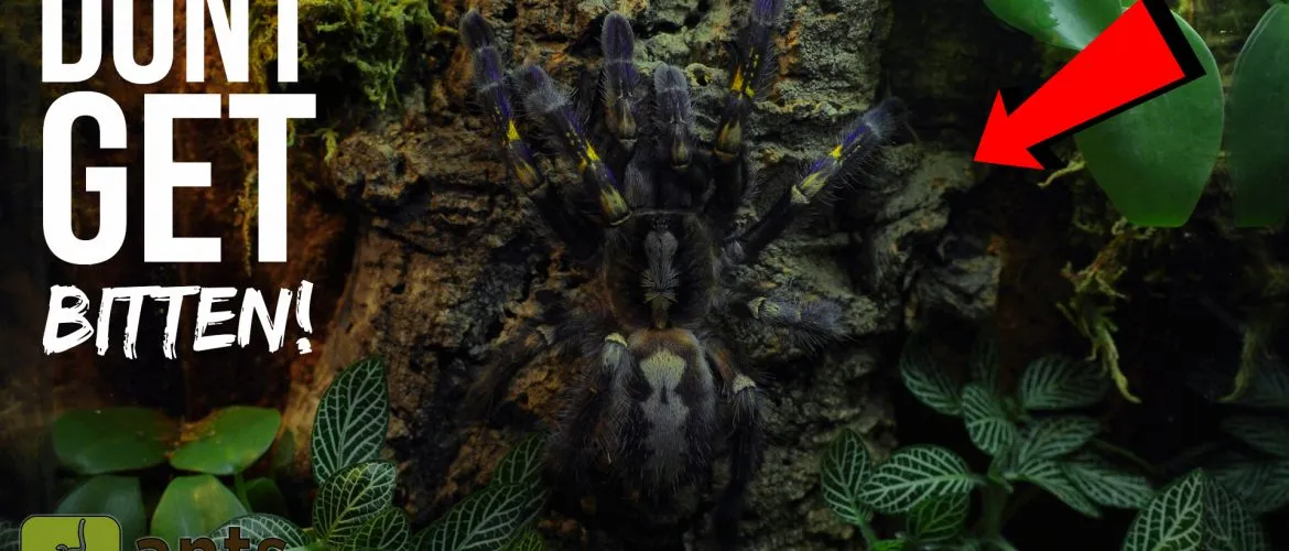 15258 brazilian wandering spider