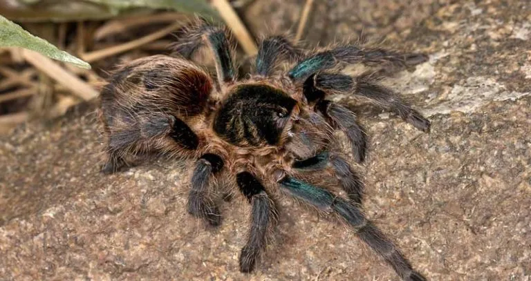 15258 cobalt blue tarantula