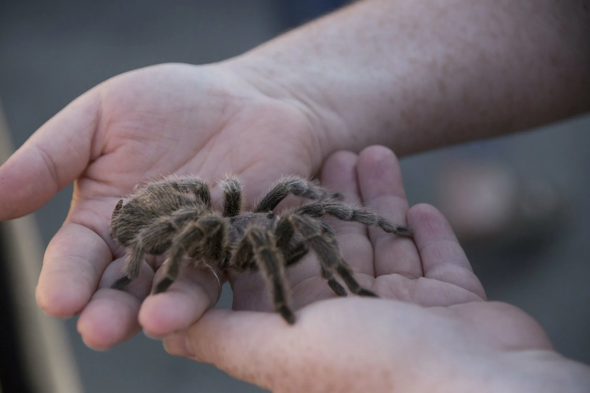 15258 king baboon spider