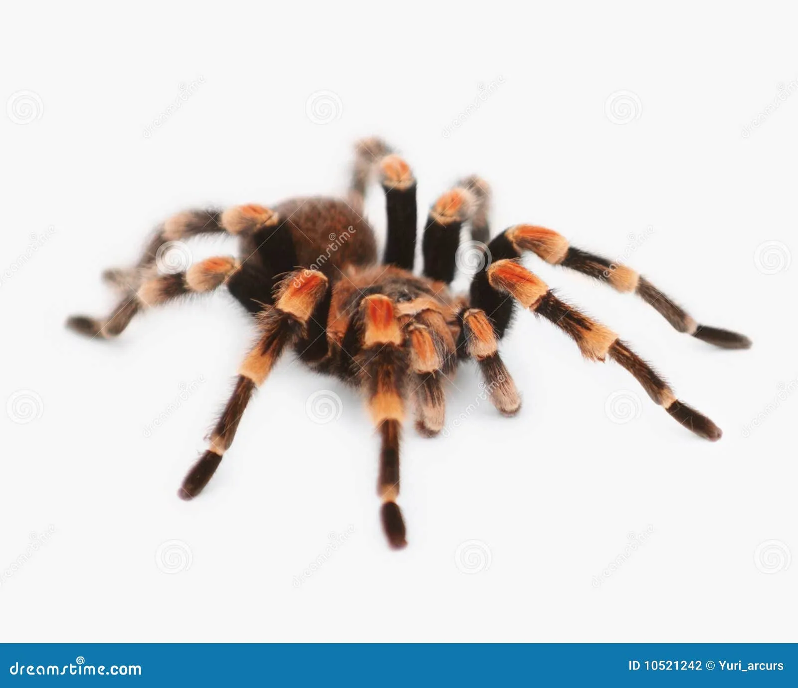 15258 venomous tarantula bite